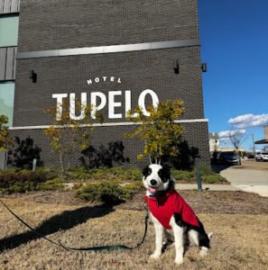 Discover Canine Dog Training