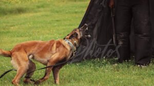 Iron Wolf K9