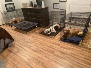 Fancier Day Obedience Dog Training