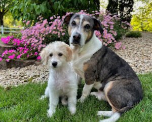Behavior Matters Pet Training