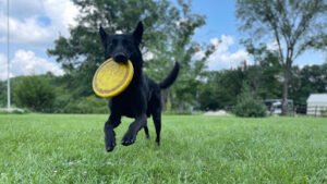 Modern K9 Solutions