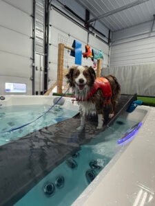 Billings K9 Coaching