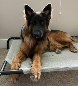 Mountain Made K9