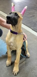 Hotcha Kennels