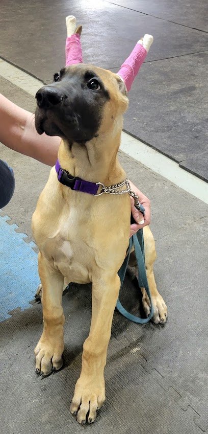 Hotcha Kennels