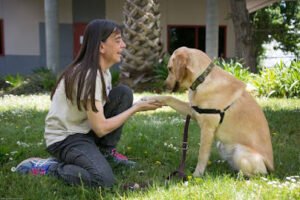 4GoodPaws Dog Training