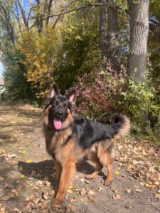 Nebraska K9 training Academy