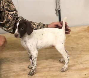Armbrust Hunting Dog Kennels