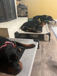Off Leash k9 Training Reno
