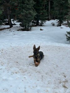 CactusK9Training