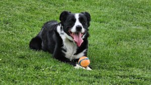 Best Life K9 Academy