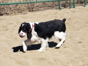 Dog Behavior Solutions LLC