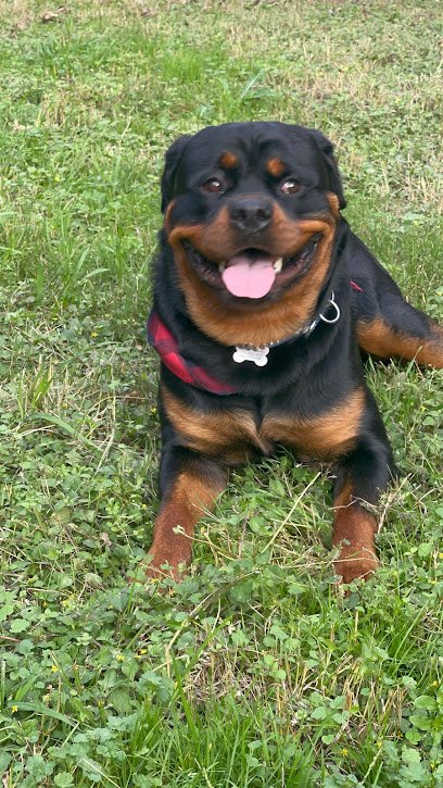 Gibson’s Canine Classroom | Las Vegas Dog Behaviorist & Puppy Trainer