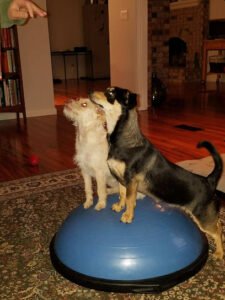 Dog Training by PJ