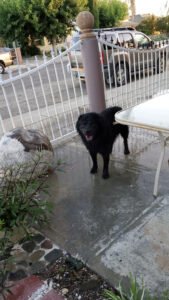 PetSmart Dog Training