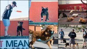 Sit Means Sit Dog Training – Corporate Office