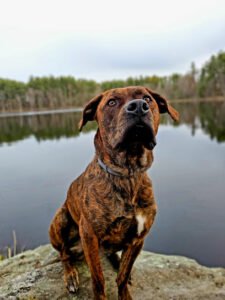 The Grateful Dog Pet Services