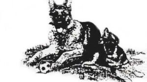 Northeast Dog Training