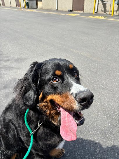 Sit Means Sit – New Hampshire