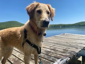 North Star Canine Connection