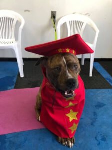 No Monkey Business Dog Training, LLC