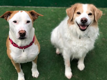 The Unconditional Canine