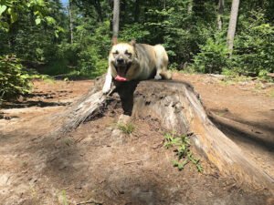 Off Leash K9 Training, LLC