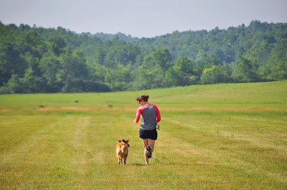 Red Pointy Dog Training
