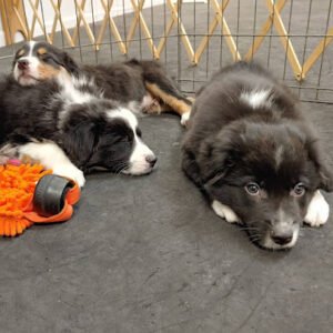 Pawsitive Kinection Training Center