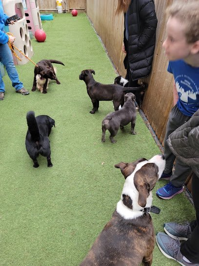 K9 to 5 Dog Services