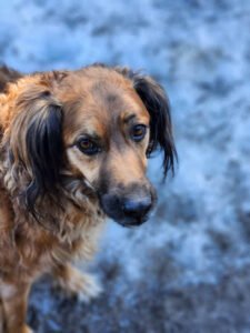 Paws in Motion Dog Training and Boarding