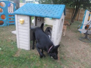 Sentinel Canine Academy