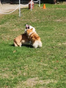 Ellis Dog Training