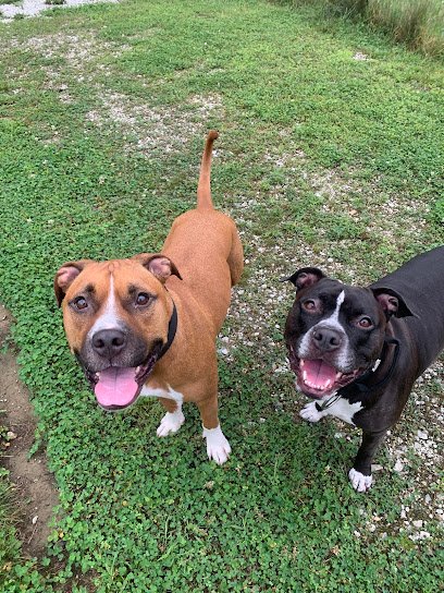 Peace of Mind Canine Training LLC
