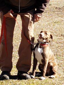J Mac K-9 Dog Training