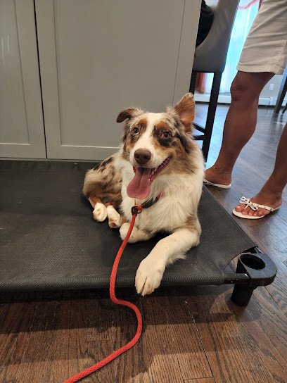 Maverick’s K9 Mission & Dog Training