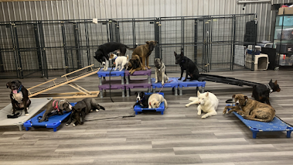 American Canine Coach
