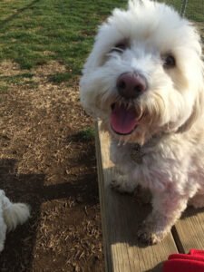 Alpha Dog Training – Jupiter Fla