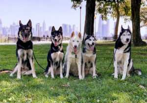 Supreme K9 Dog Training & Advocacy