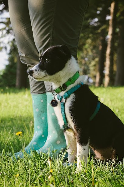 Smart Paws Dog Training