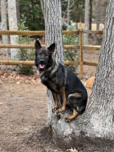 KRUSHK9 Dog Training Atlantic County