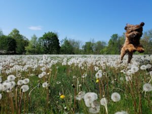 Courageous Canines Dog Training