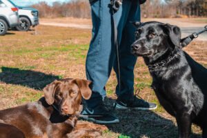 Forward Pawgress Dog Training LLC