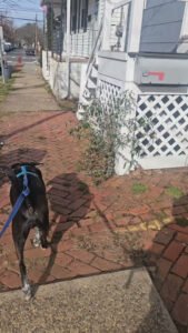 Paw-fessional Animal Care & Kennel Services (PACK Services)