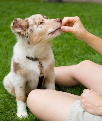 NJ Dog Academy, LLC