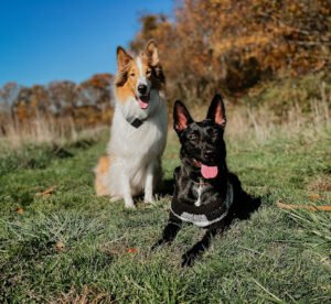 Rising K-9 Dog Training