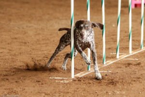 JAG – Dog Agility Training Club