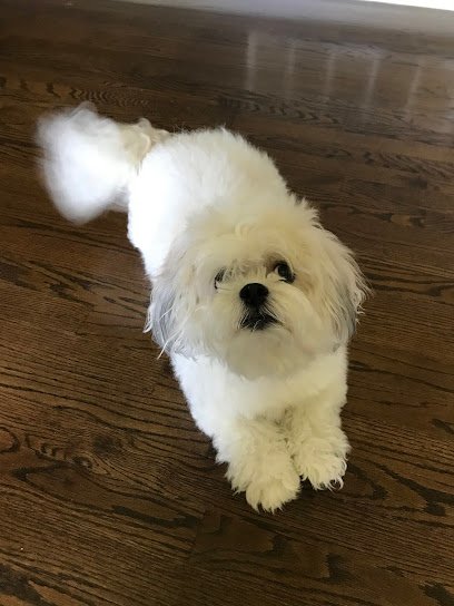 Enchanted Paws Grooming and Training