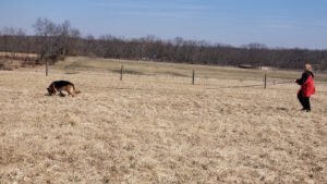 Canine Partnership Dog Training ,Nose Work & Trac