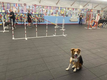 Golden Rule School For Dogs